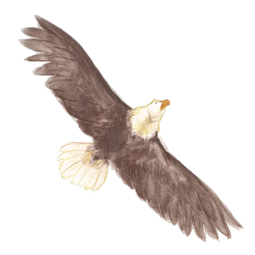 A majestic hawk